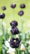 Tulip Black Flowers