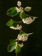 Close-up of the beautiful, blooming, white flowers and green leaves on the bush, at black background