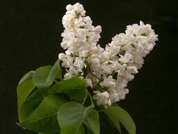 Lilac Blossom Bloom at dark
