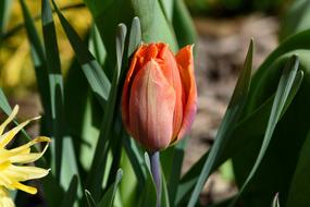 tulip in the garden in spring