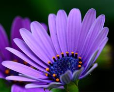 Flower Daisy