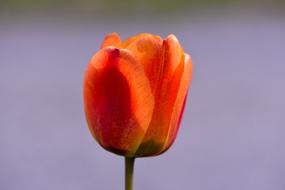 orange tulip on gray blurred background