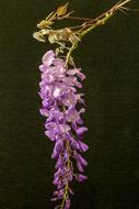 purple flower on a branch on a black background