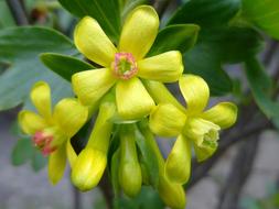 yellow Spring Flower bush Sunshine