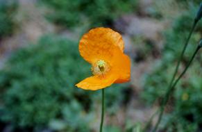 yellow poppy on blurred nature background