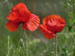 poppies in bloom in the field
