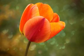 Tulip Flower in garden at spring