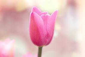 Tulip Flower Blossom