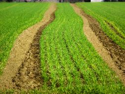 Arable Field Cereals