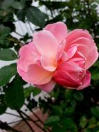 lush pink rose on a bush close up