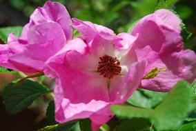 Wild Rose Flower
