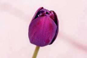 purple tulip in blurred background