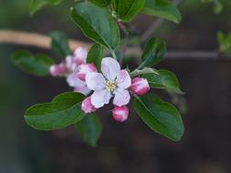 Close-up of the beautiful, blossoming, pink and white apple flowers with green leaves, on the branches