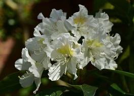 Rhododendrons Bush Flowers Close Up