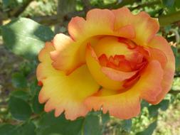 yellow-orange rose close-up in blurred background