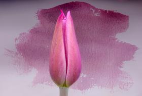 closed pink Tulip Flower Blossom