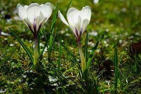 Close-up of the beautiful, blooming, white, purple and green crocus flowers among the grass in light