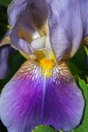 Iris flower signal and Pistil