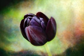 Flower Tulip Purple close-up on colorful blurred background