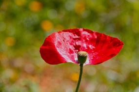 Close-up of the beautiful, red and yellow flower on the stem, at colorful blurred background with plants