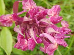 Wild Hyacinth Flower close-up on blurred background