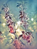pastel glamm sky wind flower tree