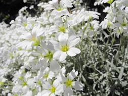 white Cerastium Tomentosum Flowers