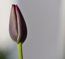 bud of dark purple tulip on gray blurred background