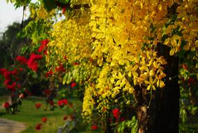 Golden Shower Cassia Fistula Tree