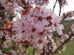 Plum Tree Flower