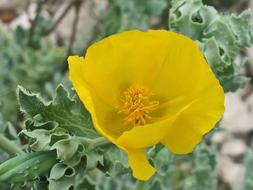 Close Up photo of Flower Yellow bloom