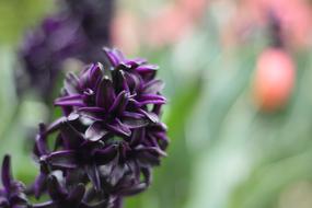 deep purple hyacinth Flowers in Garden