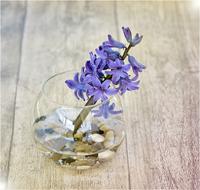 blue hyacinth in a glass round vase