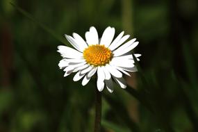 closeup view of Daisy Blossom Bloom