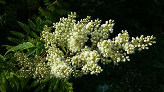 large flowering branch of white acacia