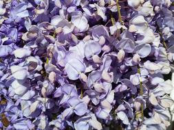 Wisteria Purple Flower