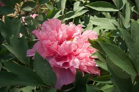 pink Peony Flower in garden