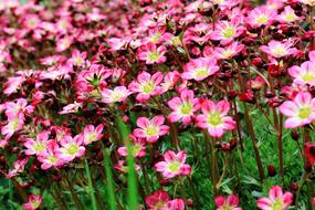 Rose Saxifrage Flowers Pink