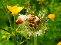 dandelion disputes