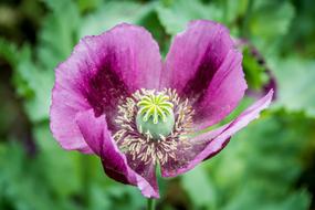 Close Up view of Poppy Violet petals