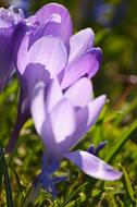 Crocus Easter flowers Spring