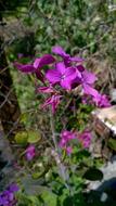 Purple Flowers at Spring garden