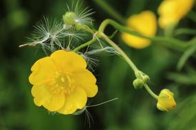 yellow Buttercup Blossom Bloom