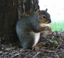 cute squirrel near a tree pole