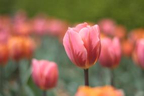 pink Flowers in Garden, tulips