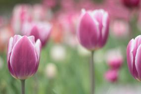 Flower Garden tulips