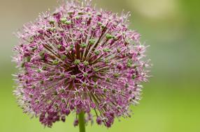 Close-up of the beautiful, blossoming, purple and pink flower, at blurred background