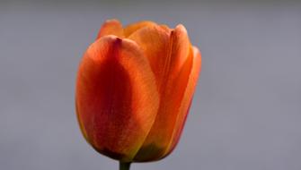 Tulip Flower Blossom petals