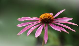 Close-up of the beautiful, purple and orange coneflower