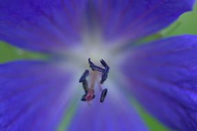 Pistil Heart Flower